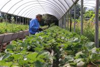 Tecpar concede certificação de orgânicos para agricultores familiares 
