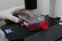 Teste de sorologia antirrábica para animais de companhia - Cultivo celular