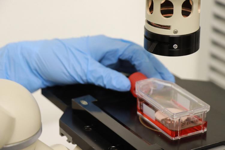 Tecpar - Ensaio de citotoxididade in vitro