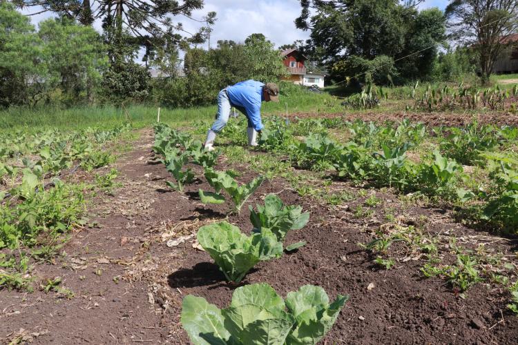 TECPAR - Mário Seichi Nakui, produtor de orgânicos certificado pelo Tecpar, em Piraquara
