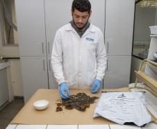  Técnicos do Tecpar analisam as amostras coletadas de abelhas mortas e favos 