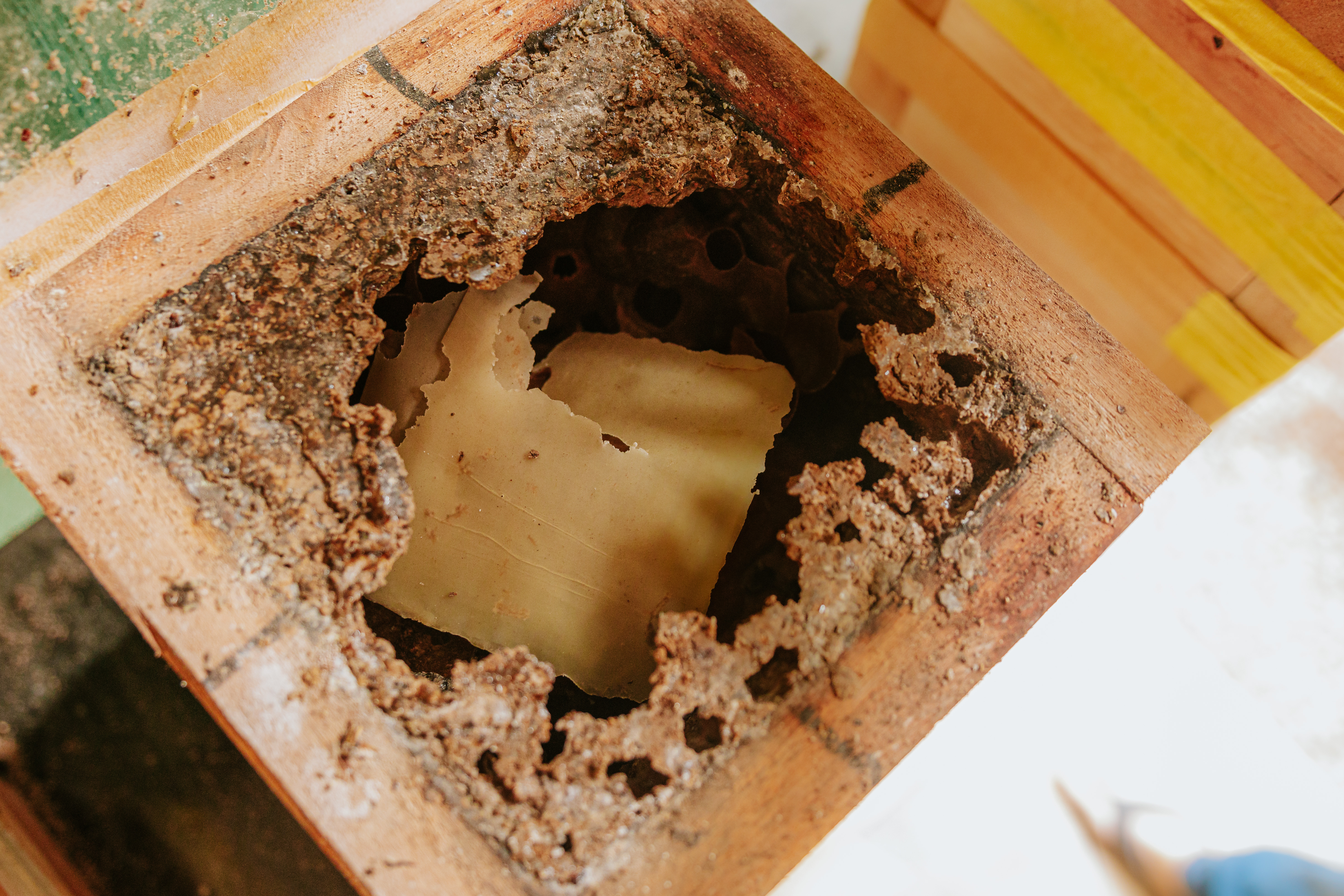 Projeto que estimula produção de mel em Morretes completa um ano