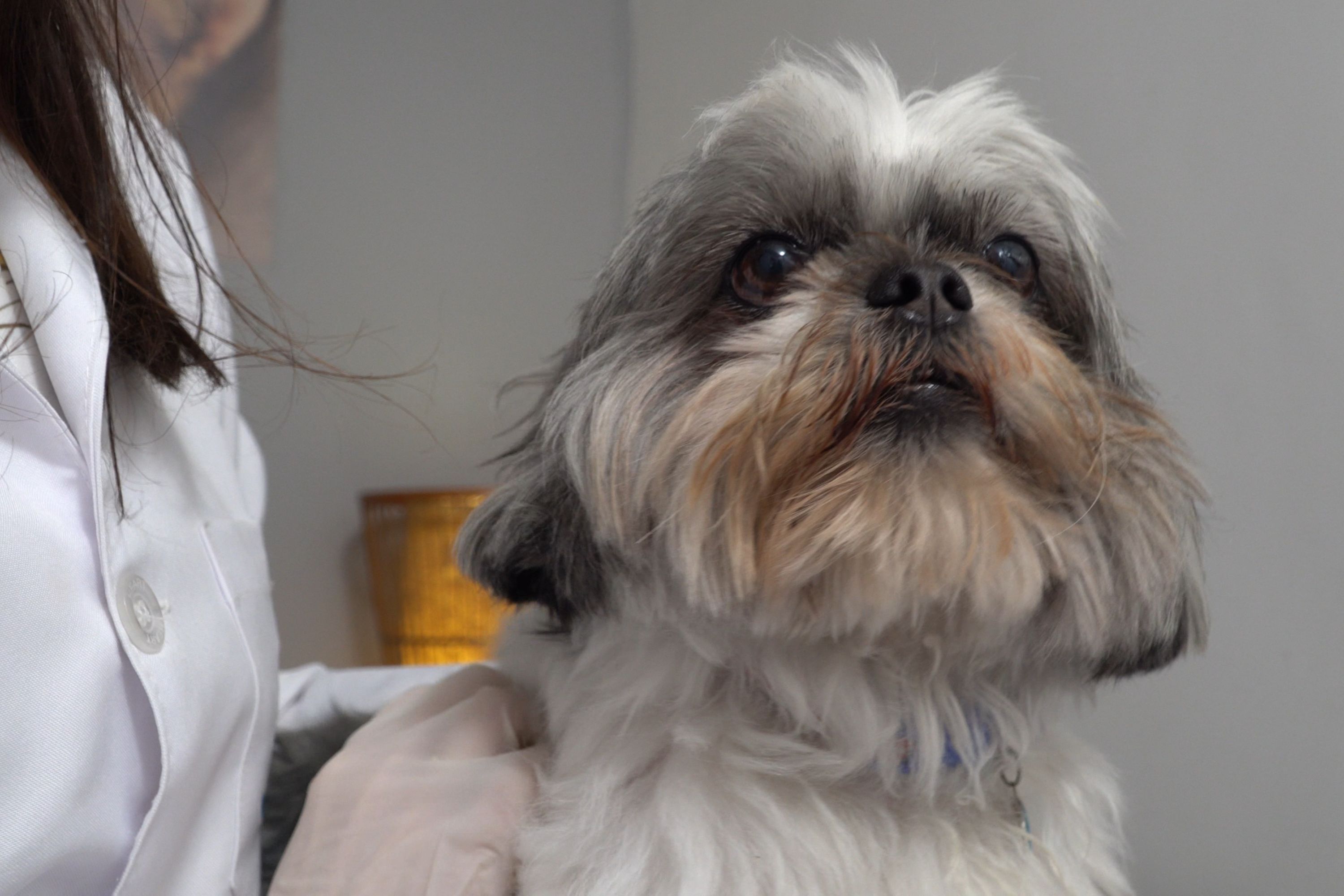 Tecpar lança serviço de acreditação inédito para mercado veterinário