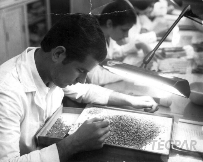 Funcionarios no laboratório de análises de sementes.