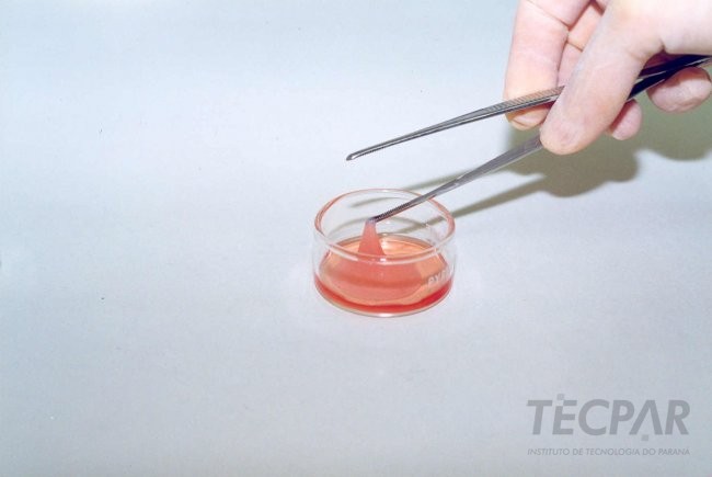 Derme_equivalente a pele humana desenvolvida pelo Tecpar em 1999.