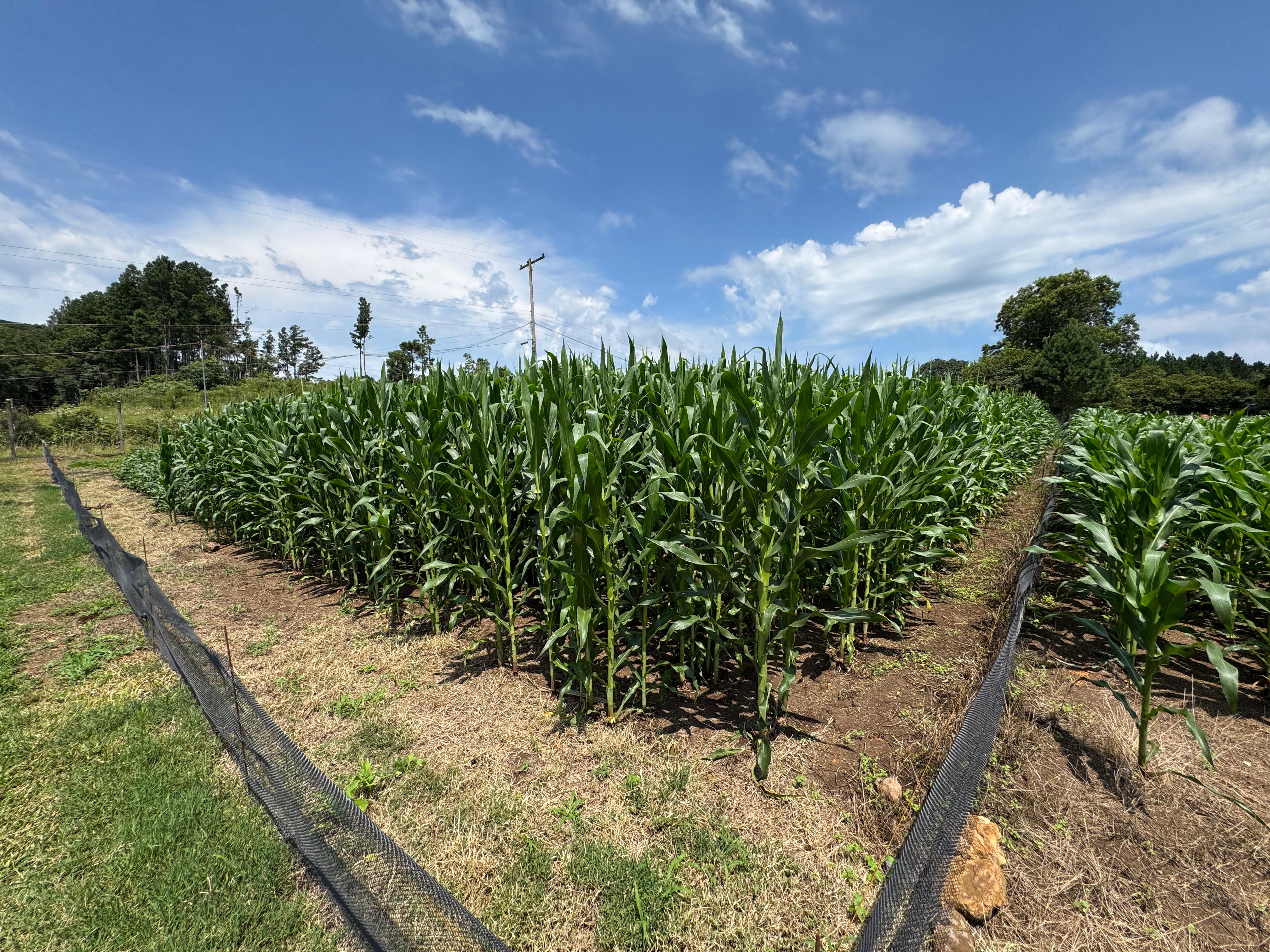 O Instituto de Tecnologia do Paraná (Tecpar) concluiu um projeto de pesquisa para implementar uma nova tecnologia agrícola de controle biológico no Brasil.