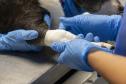 Tecpar conclui projeto-piloto de acreditação de estabelecimentos veterinários