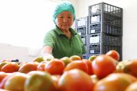 TECPAR - Tomates orgânicos produzidos na Chácara Nakui, em Piraquara, certificada pelo Tecpar 