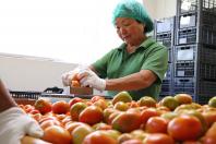 TECPAR - Tomates orgânicos produzidos na Chácara Nakui, em Piraquara, certificada pelo Tecpar 