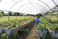 Produção de morangos orgânicos certificados pelo Tecpar 