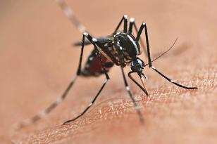 mosquito dengue