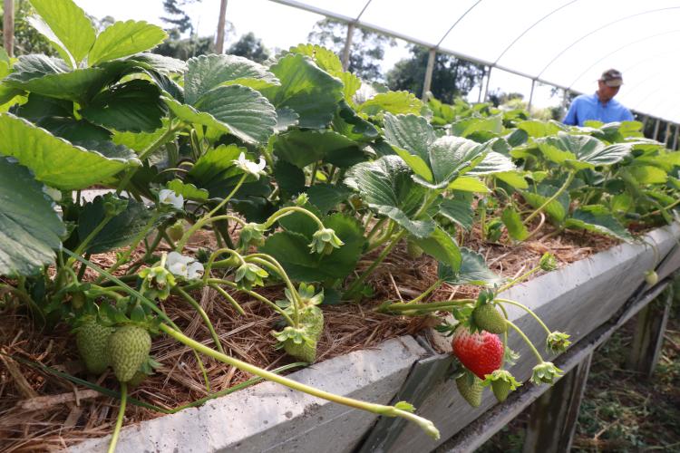 Produção de morangos orgânicos