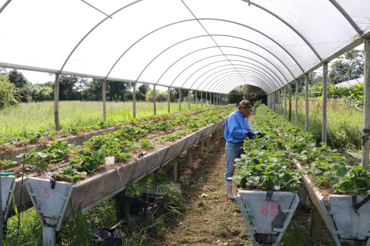 Produção de morangos orgânicos certificados pelo Tecpar