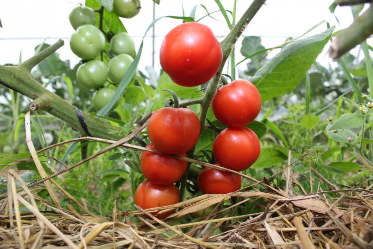 Certificação de orgânicos