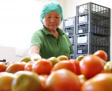 Agricultor familiar certificado pelo Tecpar, por meio do Paraná Mais Orgânico 