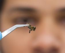  Técnicos do Tecpar analisam as amostras coletadas de abelhas mortas e favos 