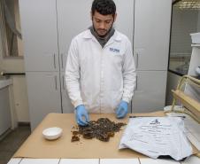  Técnicos do Tecpar analisam as amostras coletadas de abelhas mortas e favos 