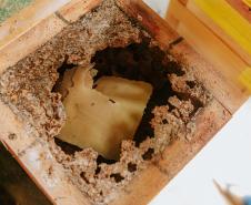 Projeto que estimula produção de mel em Morretes completa um ano