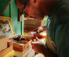 Projeto que estimula produção de mel em Morretes completa um ano