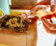 Projeto que estimula produção de mel em Morretes completa um ano