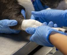 Tecpar conclui projeto-piloto de acreditação de estabelecimentos veterinários
