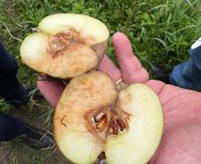 O Instituto de Tecnologia do Paraná (Tecpar) concluiu um projeto de pesquisa para implementar uma nova tecnologia agrícola de controle biológico no Brasil. 