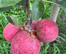 O Instituto de Tecnologia do Paraná (Tecpar) concluiu um projeto de pesquisa para implementar uma nova tecnologia agrícola de controle biológico no Brasil. 