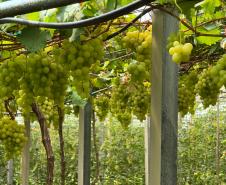 O Instituto de Tecnologia do Paraná (Tecpar) concluiu um projeto de pesquisa para implementar uma nova tecnologia agrícola de controle biológico no Brasil. 