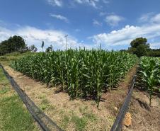 O Instituto de Tecnologia do Paraná (Tecpar) concluiu um projeto de pesquisa para implementar uma nova tecnologia agrícola de controle biológico no Brasil. 