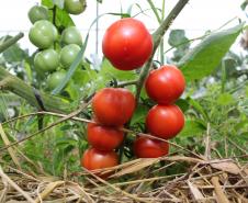 Produtor orgânico certificado pelo Tecpar tem juros reduzidos no Plano Safra