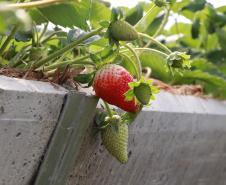 Produtor orgânico certificado pelo Tecpar tem juros reduzidos no Plano Safra