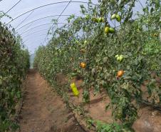 Liderança nacional do Paraná na produção de orgânicos tem certificação do Tecpar