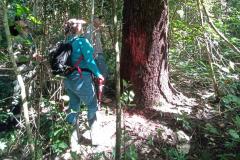 Tecpar lança programa que certifica projetos e empresas para redução de carbono