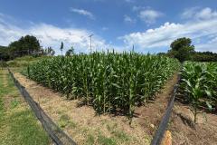 O Instituto de Tecnologia do Paraná (Tecpar) concluiu um projeto de pesquisa para implementar uma nova tecnologia agrícola de controle biológico no Brasil. 