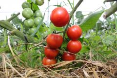 Produtor orgânico certificado pelo Tecpar tem juros reduzidos no Plano Safra