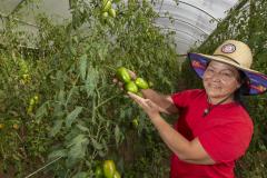 Liderança nacional do Paraná na produção de orgânicos tem certificação do Tecpar