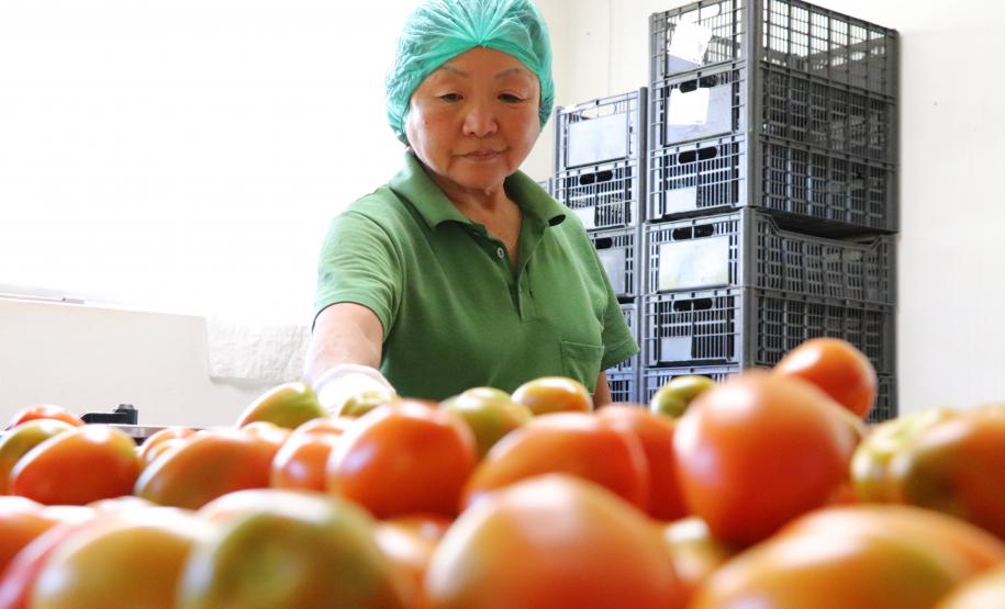 Agricultor familiar certificado pelo Tecpar, por meio do Paraná Mais Orgânico