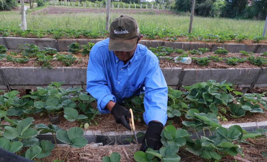 Agricultor familiar certificado pelo Tecpar, por meio do Paraná Mais Orgânico