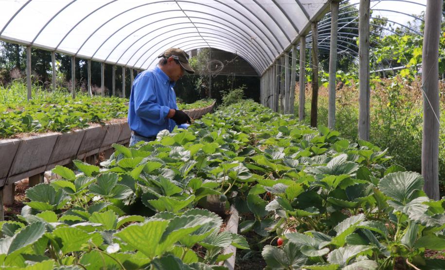 Agricultor familiar certificado pelo Tecpar, por meio do Paraná Mais Orgânico