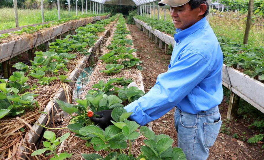 Agricultor familiar certificado pelo Tecpar, por meio do Paraná Mais Orgânico