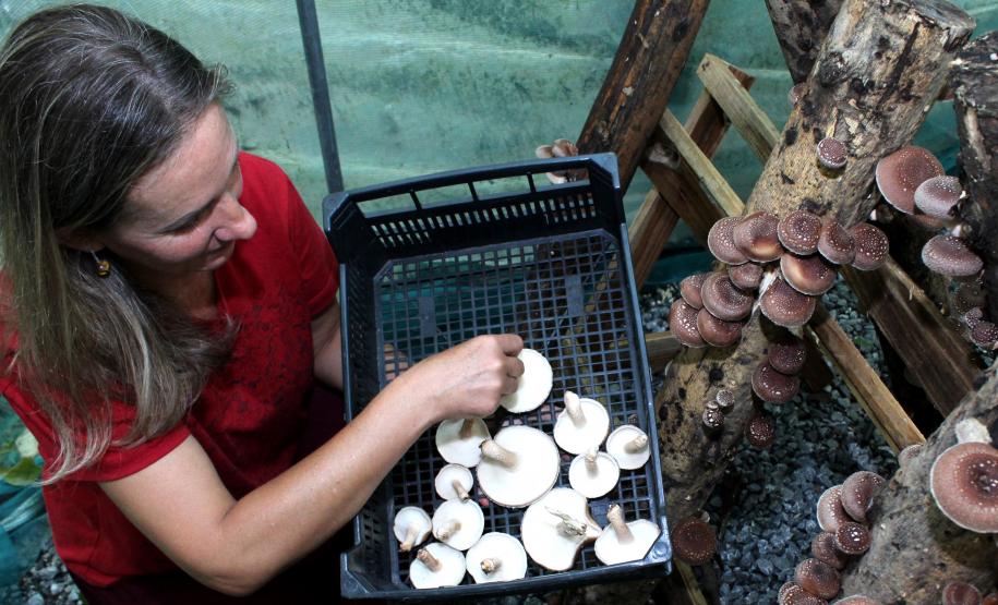 Nanci Novak colhe o shitake orgânico, cultivado na Chácara Recanto das Laranjeiras, em Araucária e certificado pelo Tecpar.