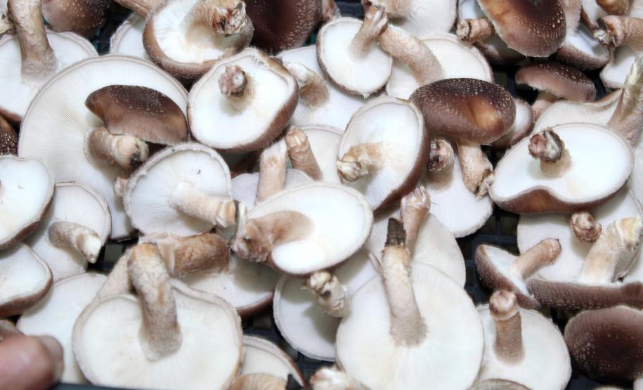 Produção de shitake orgânico, cultivado na Chácara Recanto das Laranjeiras,  em Araucária, é certificada pelo Tecpar.