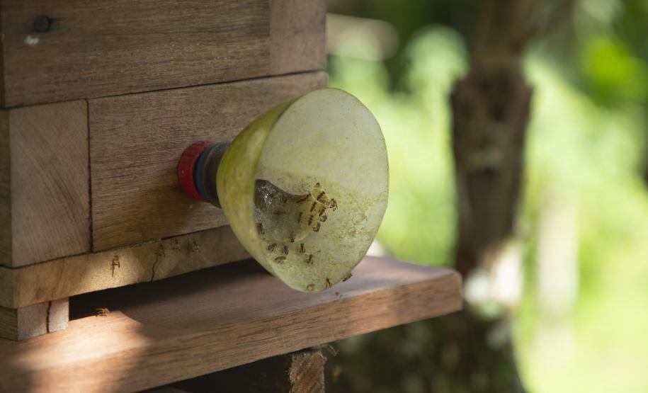 Tecpar, Cedes e Prefeitura de Morretes estimulam produção de mel no litoral