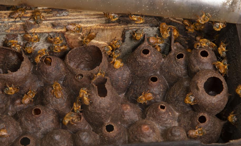 Tecpar, Cedes e Prefeitura de Morretes estimulam produção de mel no litoral