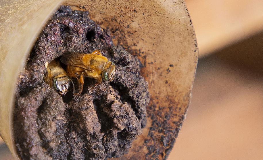 Tecpar, Cedes e Prefeitura de Morretes estimulam produção de mel no litoral