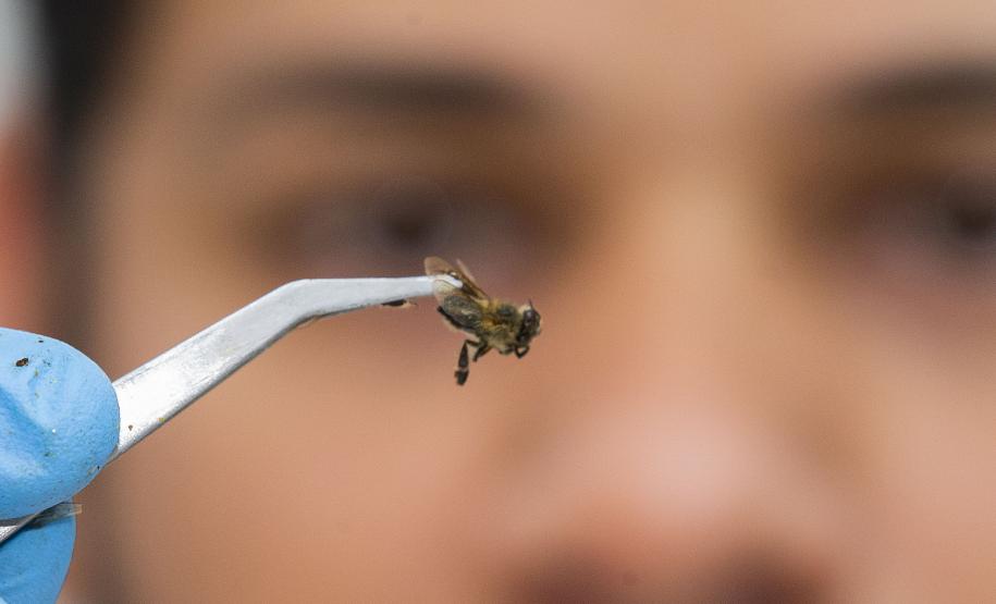 Técnicos do Tecpar analisam as amostras coletadas de abelhas mortas e favos