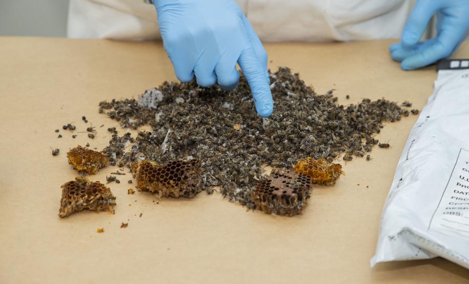 Técnicos do Tecpar analisam as amostras coletadas de abelhas mortas e favos