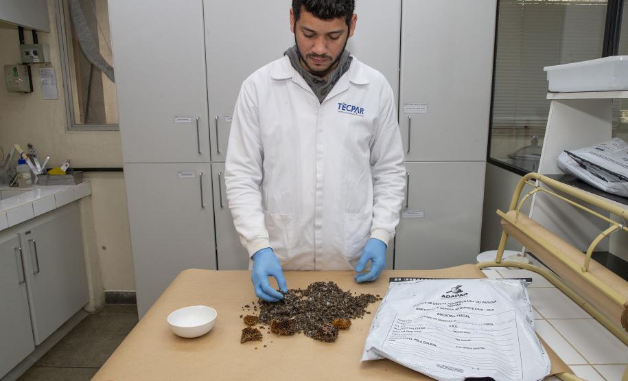 Técnicos do Tecpar analisam as amostras coletadas de abelhas mortas e favos