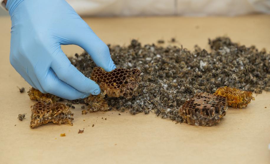 Técnicos do Tecpar analisam as amostras coletadas de abelhas mortas e favos