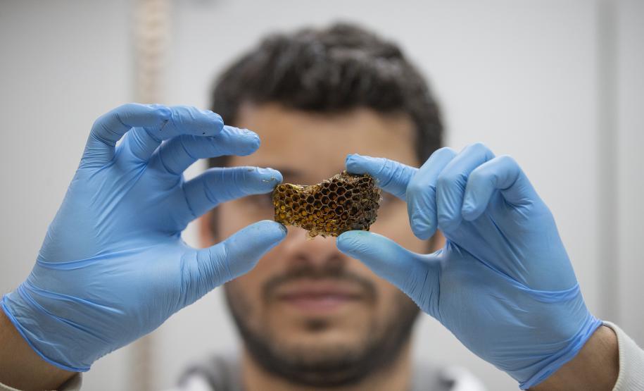 Técnicos do Tecpar analisam as amostras coletadas de abelhas mortas e favos